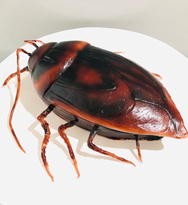 Cockroach Cake Design - All Fondant